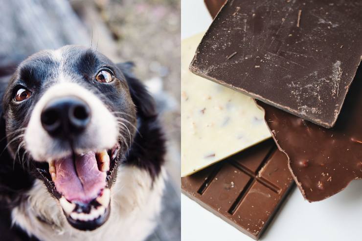 Cane e tavolette di cioccolato - Fonte Pexels
