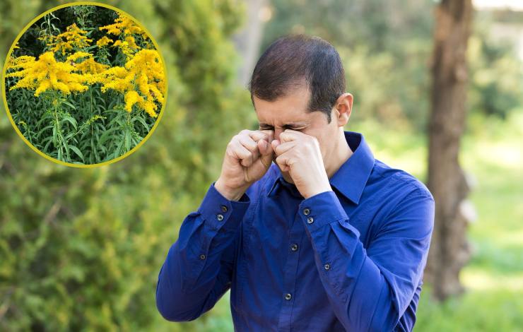 Allergie in autunno - Fonte AdobeStock