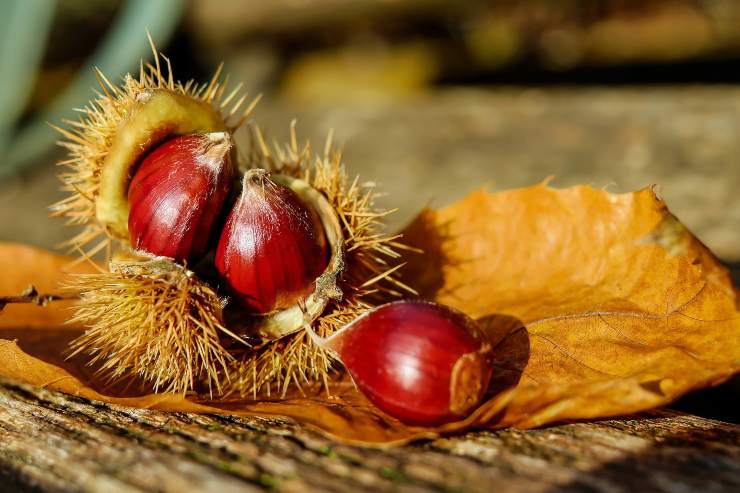 Castagne - Fonte Pixabay