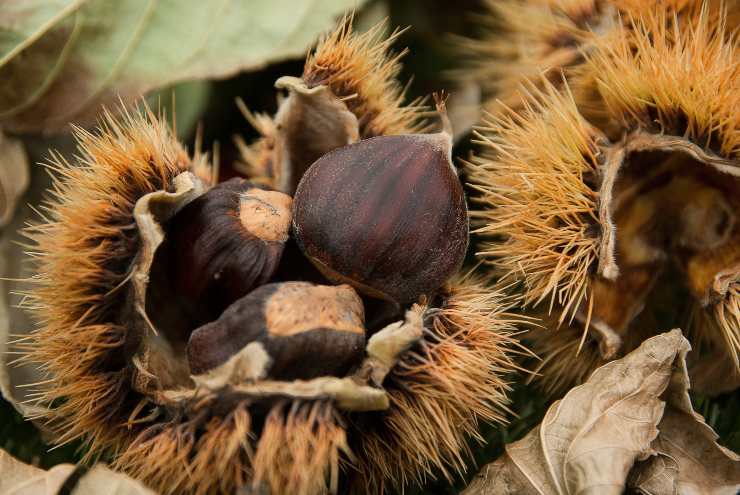 Castagne con il riccio - Fonte Pixabay