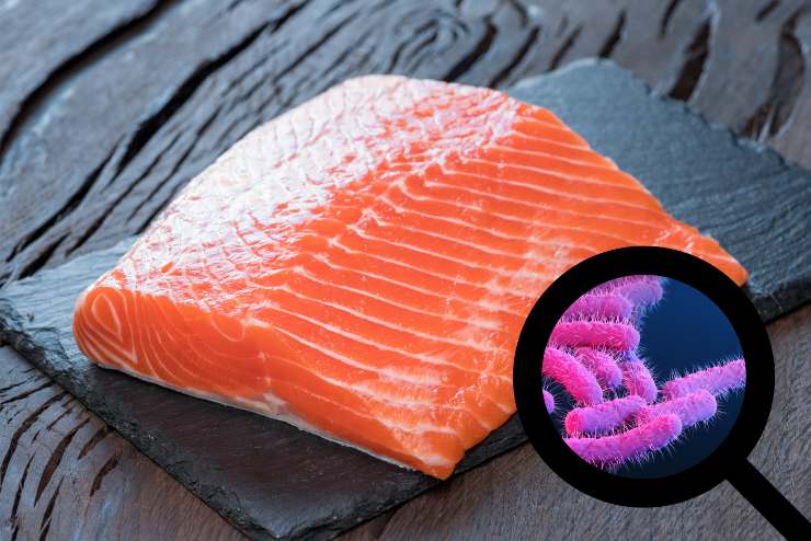 Listeria nel salmone - Fonte AdobeStock