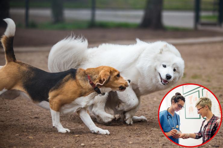 Morso di cane - Fonte AdobeStock