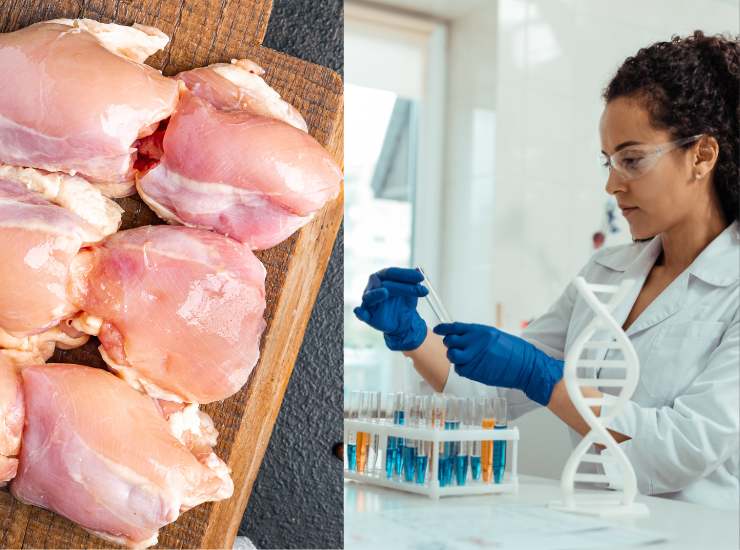 Carne di pollo sintetica - Fonte AdobeStock