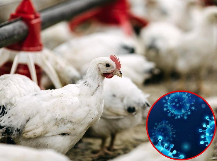 Nuova preoccupante pandemia di aviaria - Fonte AdobeStock