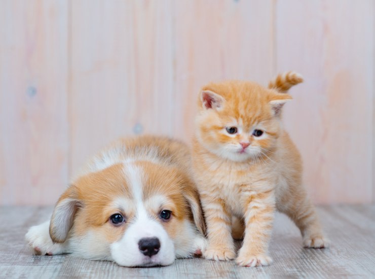 Attenzione alle crisi epilettiche in cani e gatti - Fonte AdobeStock