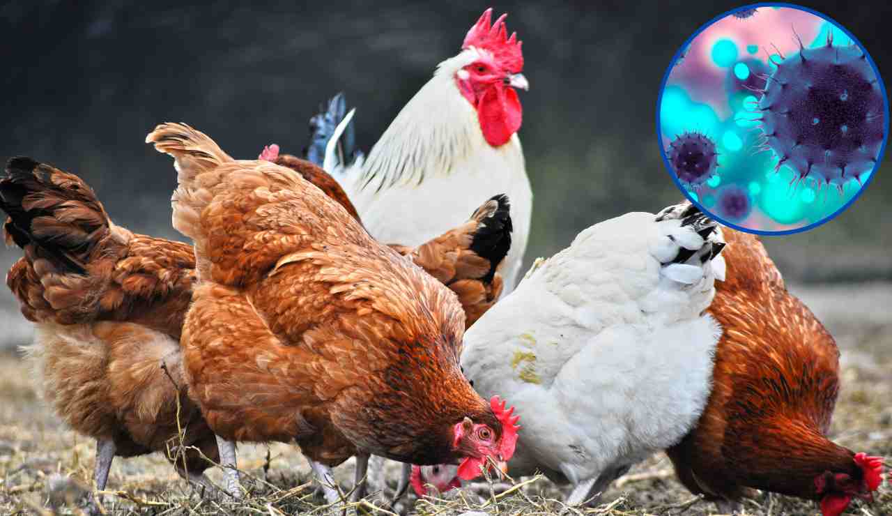 Epidemia aviaria - Fonte AdobeStock