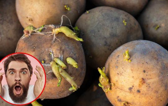 Germogli sulle patate - Fonte AdobeStock