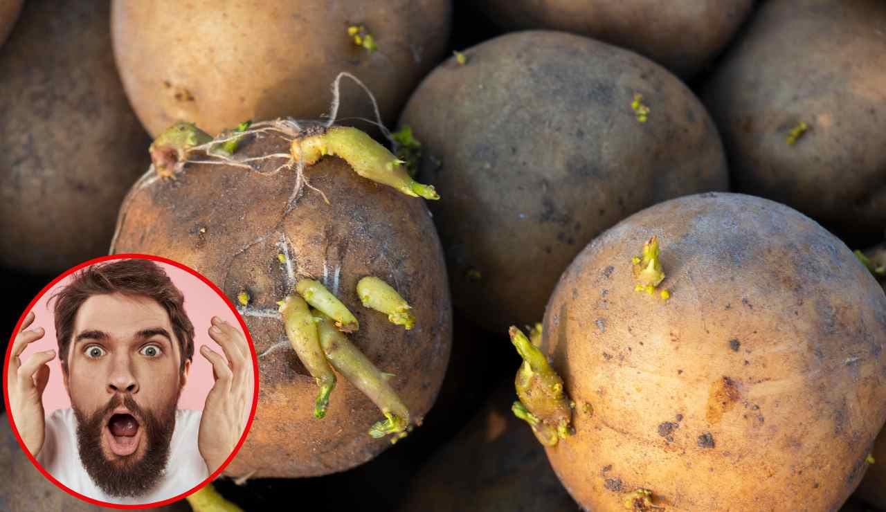 Germogli sulle patate - Fonte AdobeStock