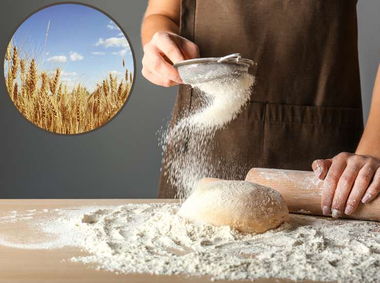 Farina di grano antico - Fonte AdobeStock