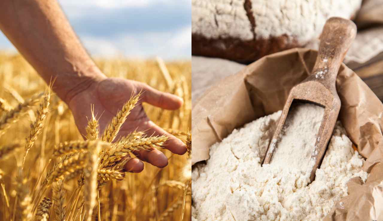 Farina di grano antico - Fonte AdobeStock