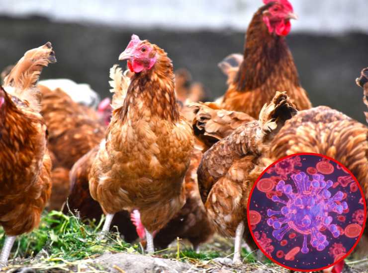 Influenza aviaria - Fonte AdobeStock