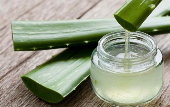 Aloe vera: l'alleato migliore| Fonte: Canva