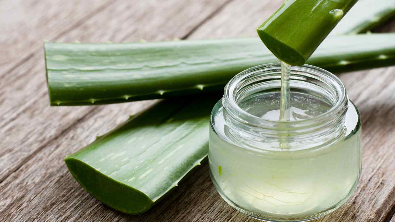 Aloe vera: l'alleato migliore| Fonte: Canva